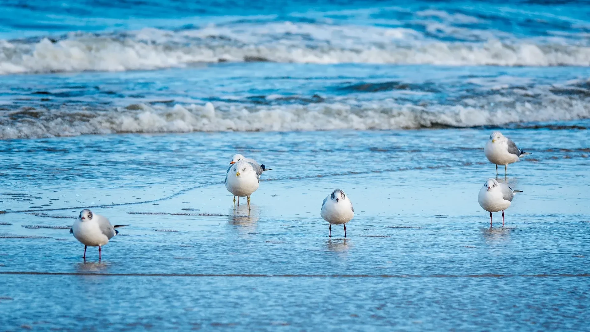 Cinq mouettes sur la plage avec vagues, Hôtels Aigues-Mortes Camargue - Les Jardins du Canal
